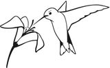 Birds/Hummingbird