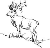 In the Wild/Elk